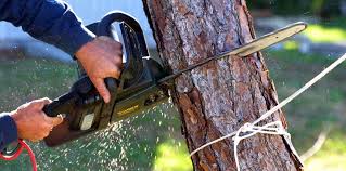 Reliable Cambridge City, IN Tree Removal Solutions
