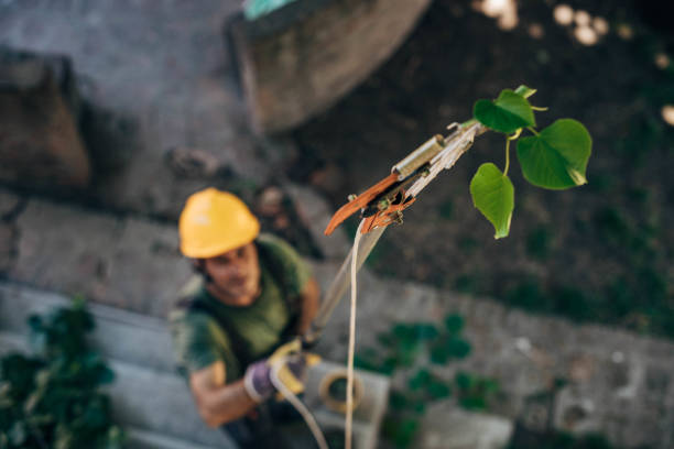 Best Storm Damage Tree Cleanup  in Cambridge City, IN