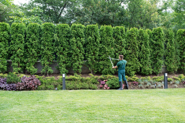 How Our Tree Care Process Works  in  Cambridge City, IN